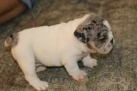Hershey, a male English Bulldog for sale in Zionsville, IN – 2 of 9