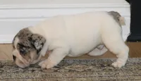 Hershey, a male English Bulldog for sale in Zionsville, IN – 1 of 9