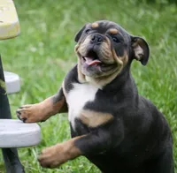 Bingo , a female English Bulldog for sale in Zionsville, IN – 5 of 6