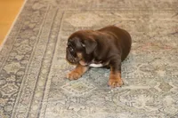 Caramel, a male English Bulldog for sale in Zionsville, IN – 6 of 6