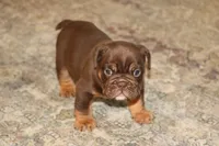 Caramel, a male English Bulldog for sale in Zionsville, IN – 2 of 6