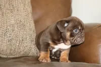 Caramel, a male English Bulldog for sale in Zionsville, IN – 4 of 6