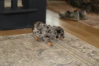 Cookie, a female English Bulldog for sale in Zionsville, IN – 2 of 6