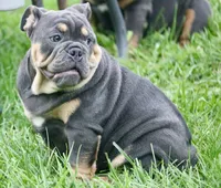 Phineas, a male English Bulldog for sale in Zionsville, IN – 4 of 6