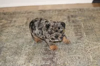 Cookie, a female English Bulldog for sale in Zionsville, IN – 6 of 6