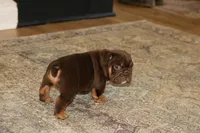 Caramel, a male English Bulldog for sale in Zionsville, IN – 3 of 6