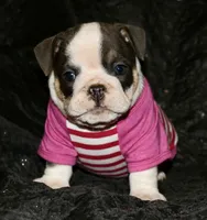 Elfie, a female English Bulldog for sale in Zionsville, IN – Photo 4 of 8