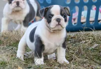 Elfie, a female English Bulldog for sale in Zionsville, IN – Photo 5 of 8