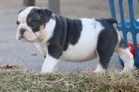 Elfie, a female English Bulldog for sale in Zionsville, IN – Photo 3 of 8