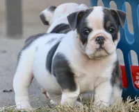 Elfie, a female English Bulldog for sale in Zionsville, IN – Photo 2 of 8