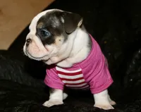 Elfie, a female English Bulldog for sale in Zionsville, IN – Photo 6 of 8