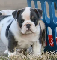 Elfie, a female English Bulldog for sale in Zionsville, IN – Photo 1 of 8