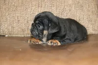 Licorice, a female English Bulldog for sale in Zionsville, IN – 5 of 5