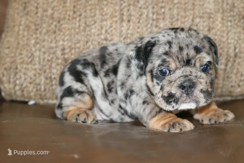 Cookie – English Bulldog puppy for sale in Zionsville, IN