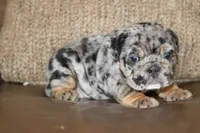 Cookie, a female English Bulldog for sale in Zionsville, IN – 1 of 6