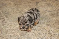 Cookie, a female English Bulldog for sale in Zionsville, IN – 4 of 6