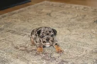Cookie, a female English Bulldog for sale in Zionsville, IN – 5 of 6