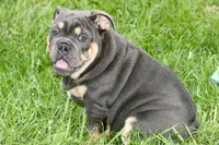 Phineas, a male English Bulldog for sale in Zionsville, IN – 2 of 6