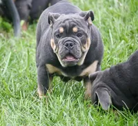 Phineas, a male English Bulldog for sale in Zionsville, IN – 5 of 6