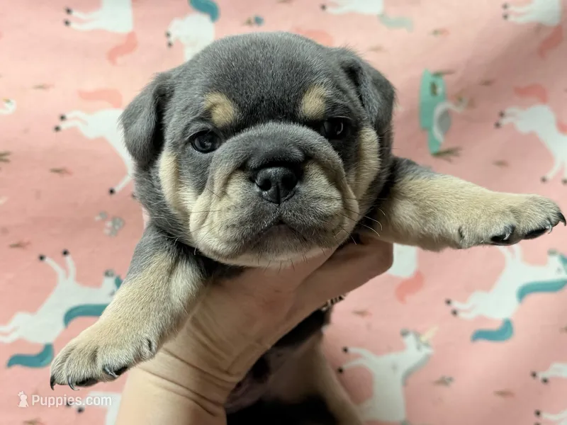 Valentine  – English Bulldog puppy for sale in Zionsville, IN