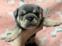 Valentine , a male English Bulldog for sale in Zionsville, IN – Photo 1 of 2