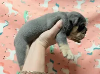 Valentine , a male English Bulldog for sale in Zionsville, IN – Photo 2 of 2