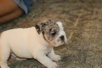 Hershey, a male English Bulldog for sale in Zionsville, IN – 9 of 9