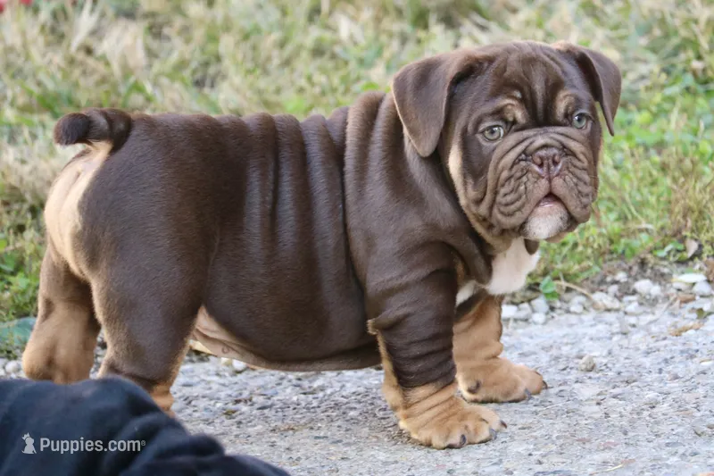 Caramel – English Bulldog puppy for sale in Zionsville, IN