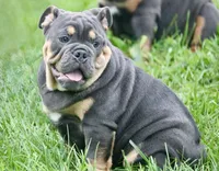 Phineas, a male English Bulldog for sale in Zionsville, IN – 3 of 6