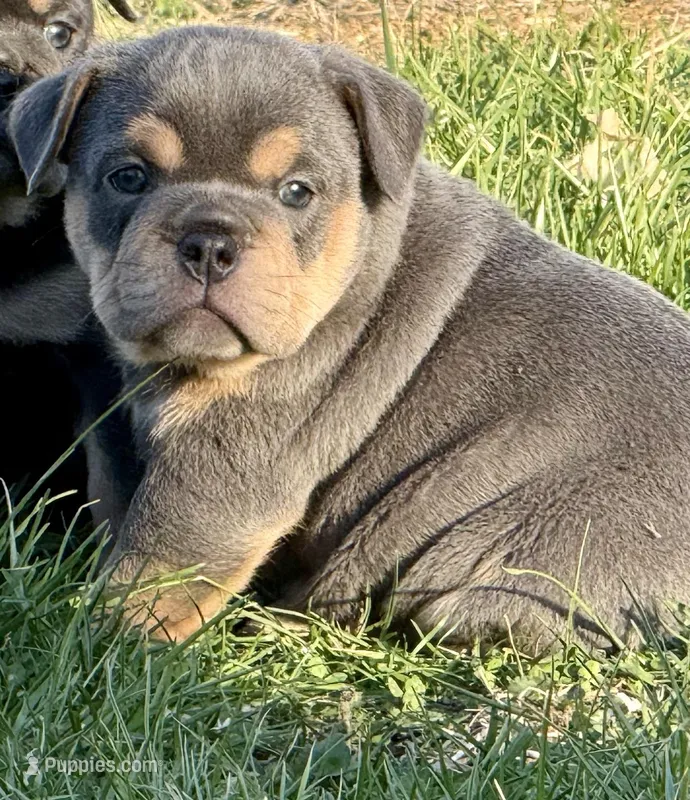 Juliet  – English Bulldog puppy for sale in Zionsville, IN