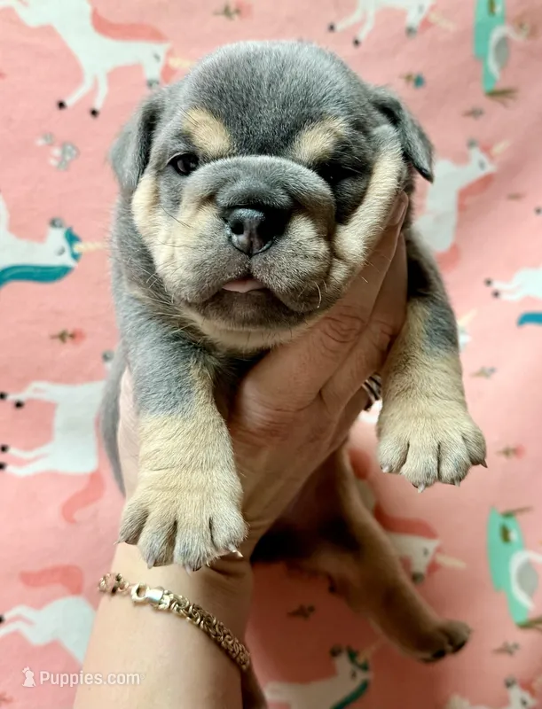 Juliet  – English Bulldog puppy for sale in Zionsville, IN