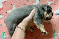 Juliet , a female English Bulldog for sale in Zionsville, IN – Photo 2 of 2