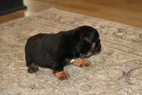 Licorice, a female English Bulldog for sale in Zionsville, IN – 3 of 5