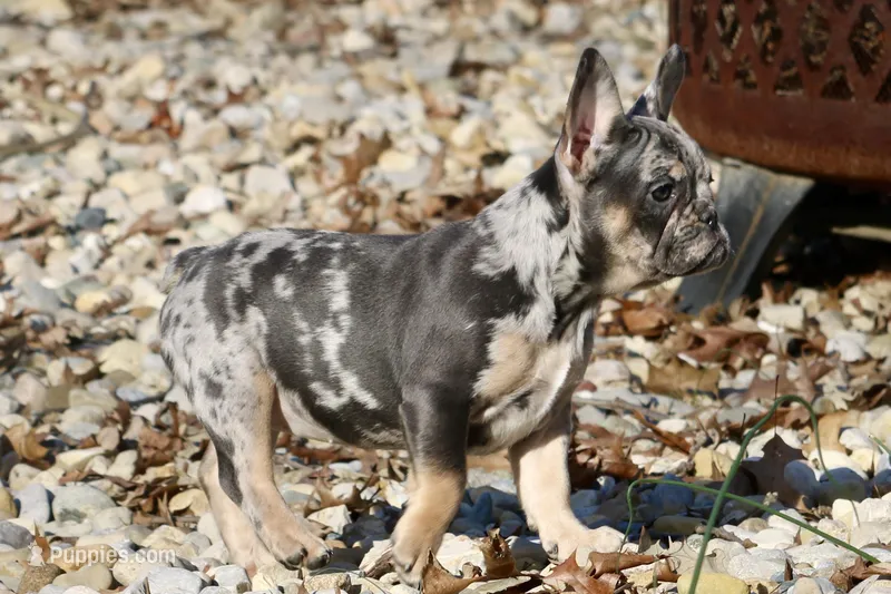 Snickers – French Bulldog puppy for sale in Zionsville, IN