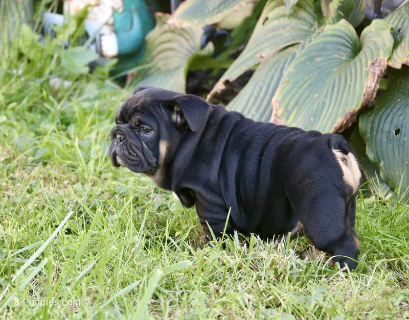 Licorice – English Bulldog puppy for sale in Zionsville, IN