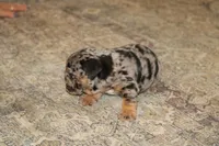 Cookie, a female English Bulldog for sale in Zionsville, IN – 3 of 6