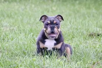 Bingo , a female English Bulldog for sale in Zionsville, IN – 2 of 6