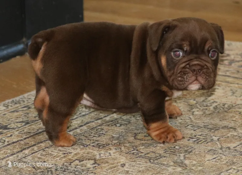 Caramel – English Bulldog puppy for sale in Zionsville, IN