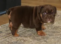 Caramel, a male English Bulldog for sale in Zionsville, IN – 1 of 6