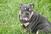 Phineas, a male English Bulldog for sale in Zionsville, IN – 6 of 6