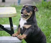 Bingo , a female English Bulldog for sale in Zionsville, IN – 4 of 6
