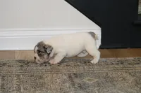 Hershey, a male English Bulldog for sale in Zionsville, IN – 3 of 9