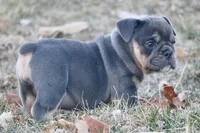 Noel, a female English Bulldog for sale in Zionsville, IN – Photo 4 of 10