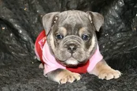 Noel, a female English Bulldog for sale in Zionsville, IN – Photo 6 of 10