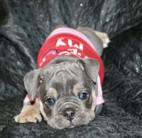 Noel, a female English Bulldog for sale in Zionsville, IN – Photo 9 of 10
