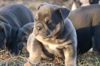 Noel, a female English Bulldog for sale in Zionsville, IN – Photo 2 of 10