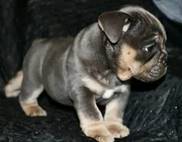 Noel, a female English Bulldog for sale in Zionsville, IN – Photo 8 of 10