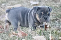 Noel, a female English Bulldog for sale in Zionsville, IN – Photo 5 of 10