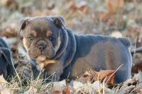 Noel, a female English Bulldog for sale in Zionsville, IN – Photo 1 of 10