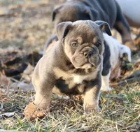 Noel, a female English Bulldog for sale in Zionsville, IN – Photo 3 of 10